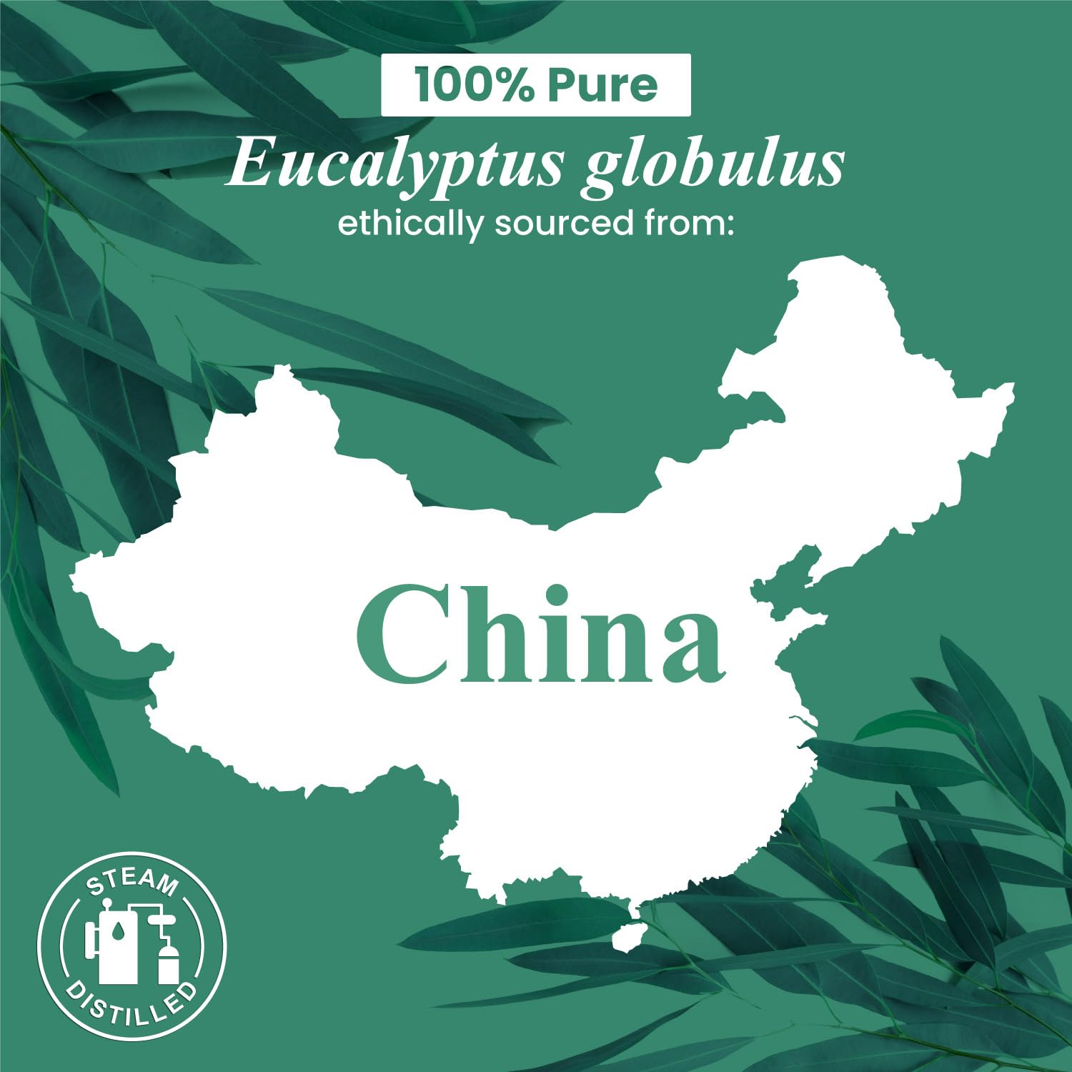 Handcraft Blends Eucalyptus Essential Oil - Huge 118 ml - 100% Pure and Natural - Premium Grade with Glass Dropper