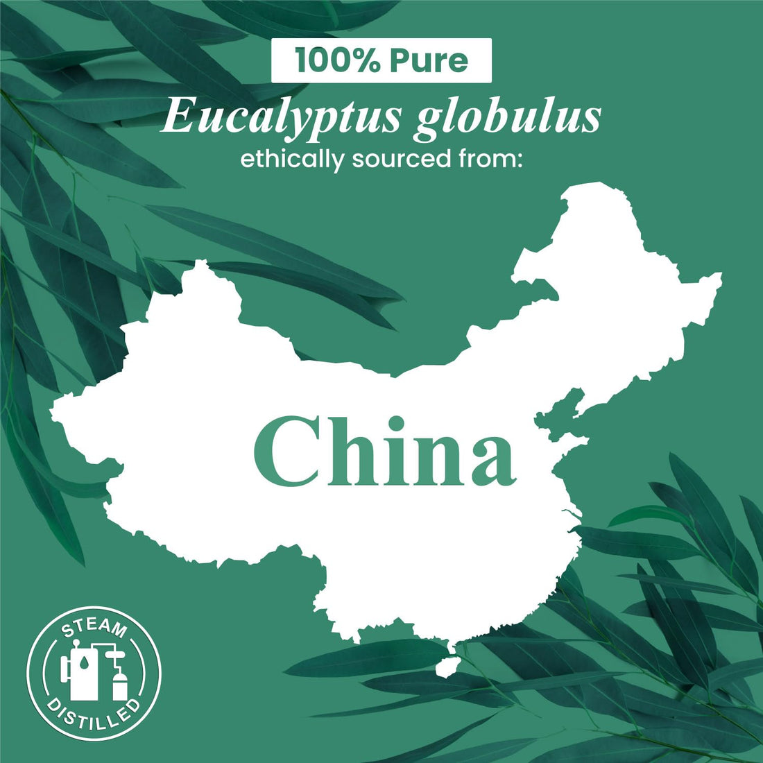 Handcraft Blends Eucalyptus Essential Oil - Huge 118 ml - 100% Pure and Natural - Premium Grade with Glass Dropper