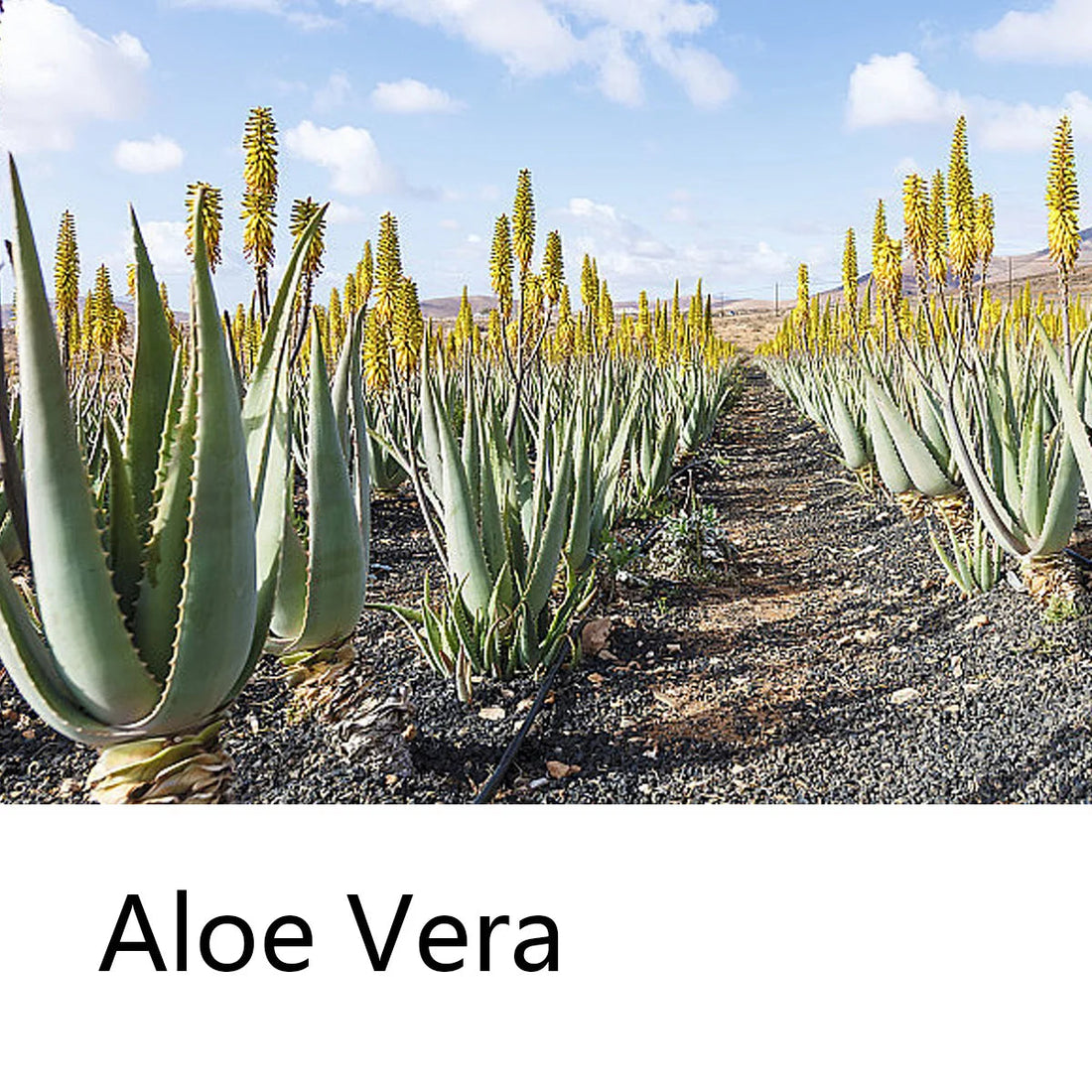 Aloe Vera Moisturizing Shampoo Bar, Plant Extract Essence Deep Cleaning Shampoo and Hair Care Soap Halalzen