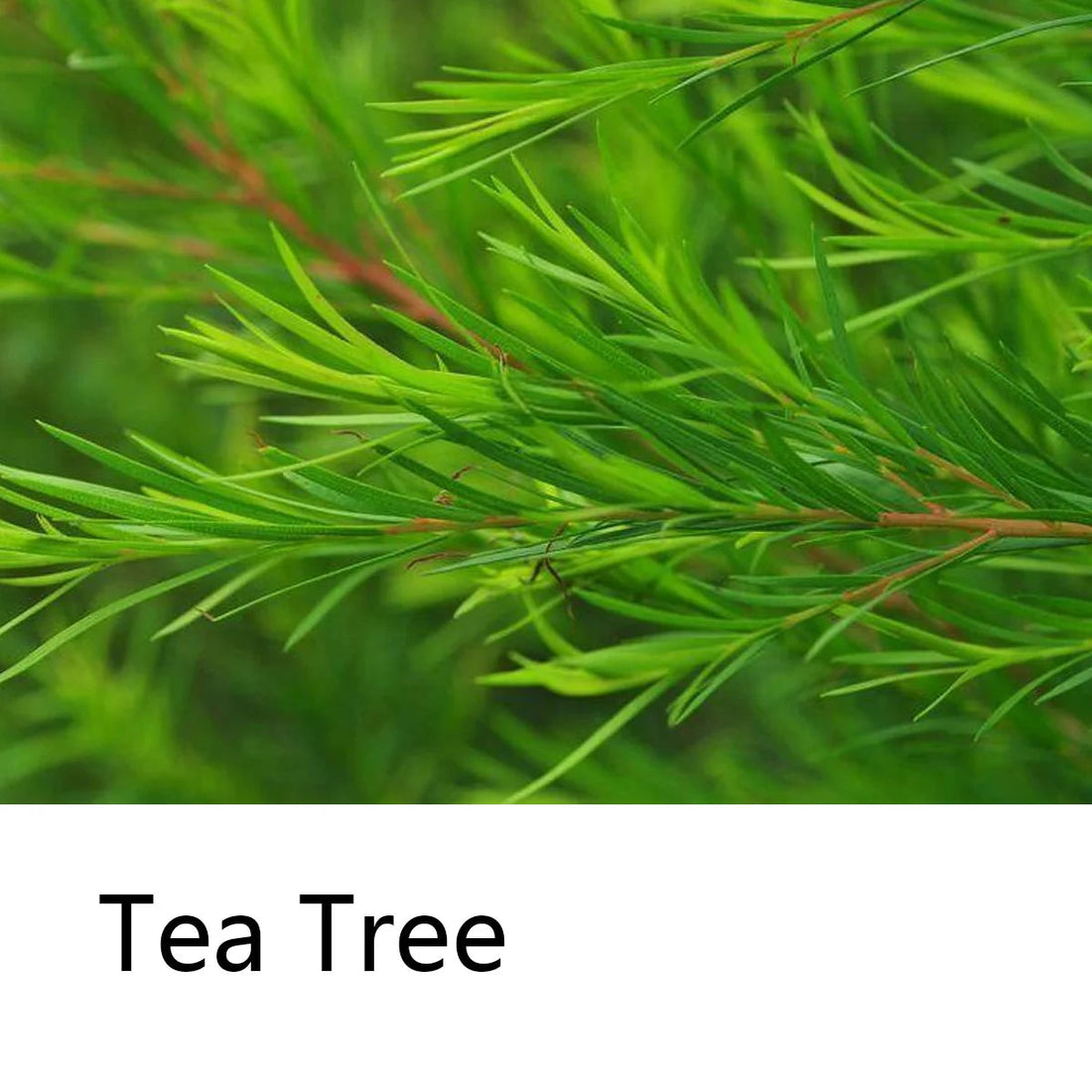 Australian Tea Tree Essential Oil Nourishing Shampoo Deeply Cleanses Moisturizes Controls Oil In Shampoo Caring For Scalp Hair Halalzen